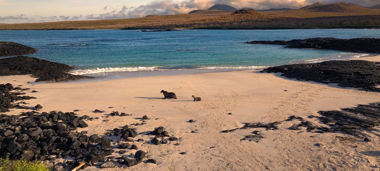 Seelöwen auf Galápagos : Bild