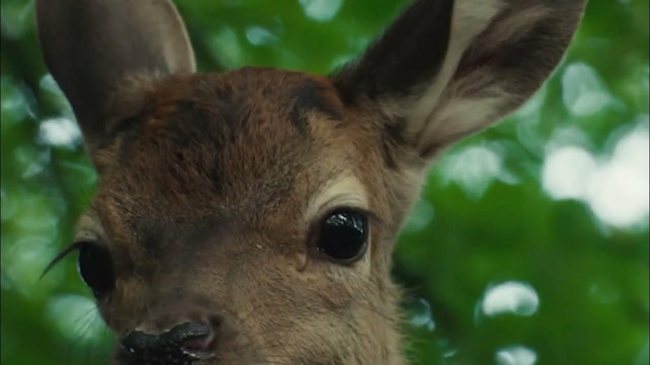 Bambi - Eine Lebensgeschichte aus dem Walde : Bild