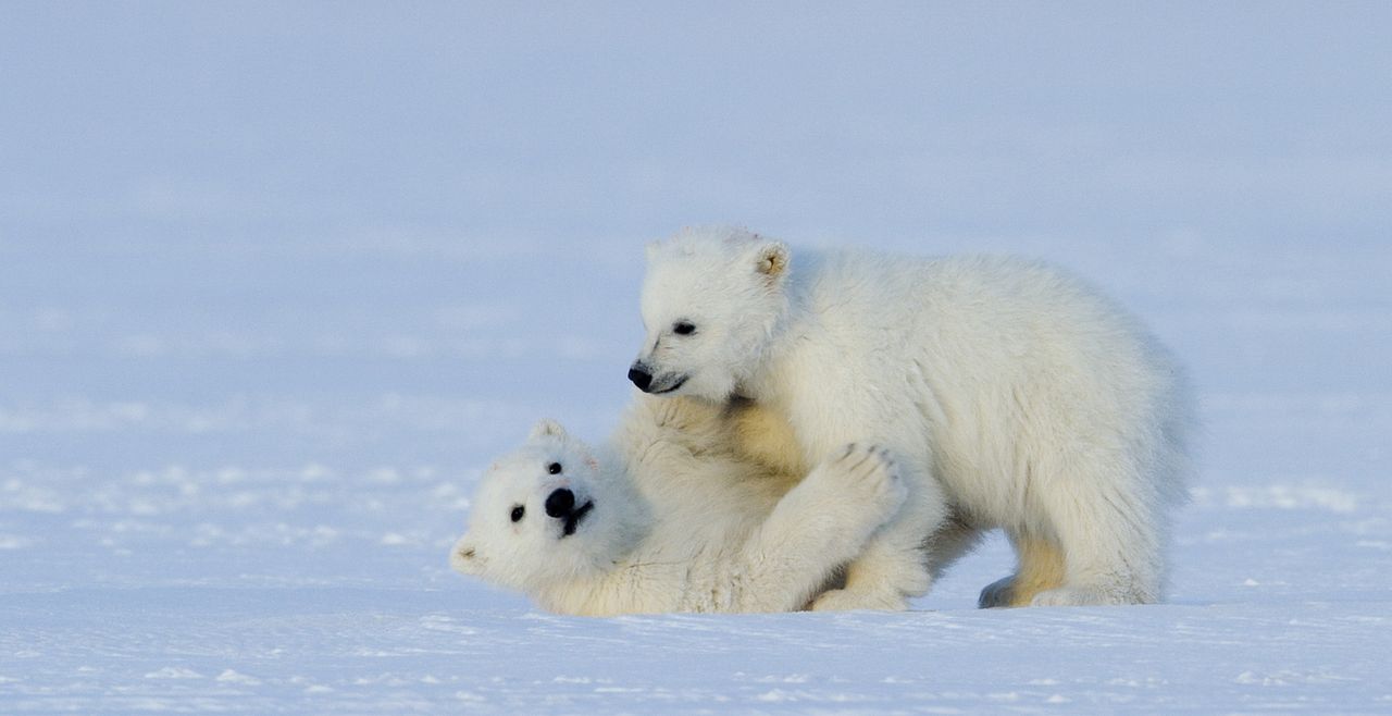 Frost ohne Schnee und Eis : Bild Snow , Ice 