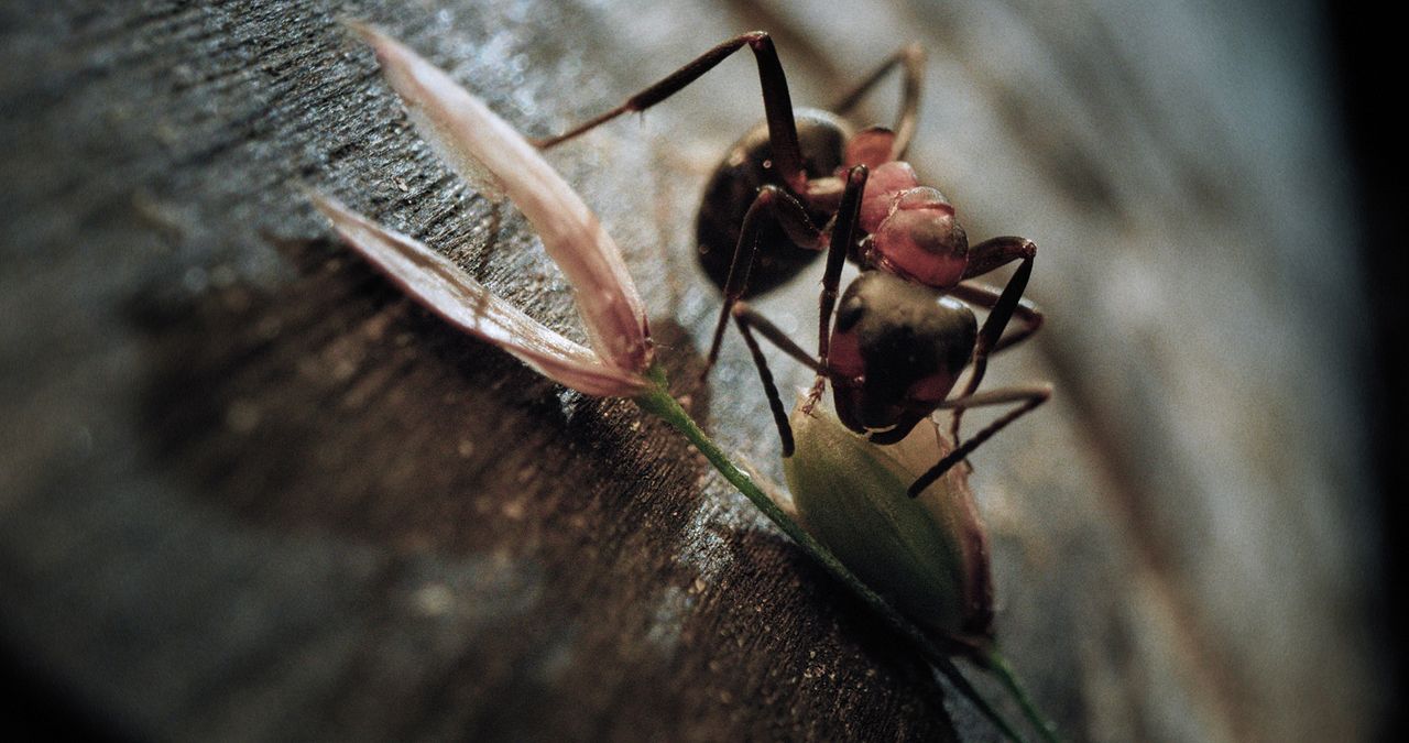 Insekten - Helden im Verborgenen : Bild