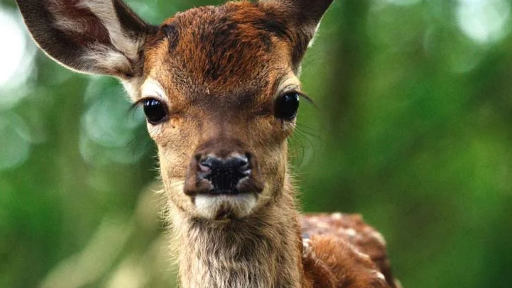 Bambi - Eine Lebensgeschichte aus dem Walde : Bild