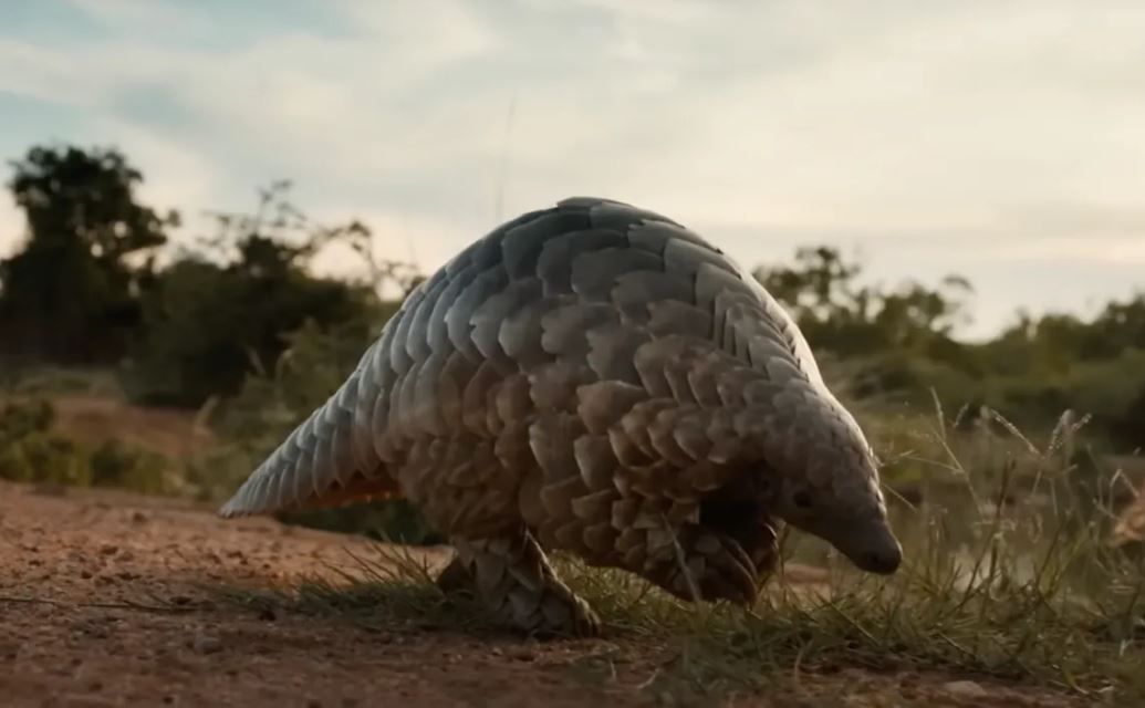 Pangolin: Kulus Weg : Bild