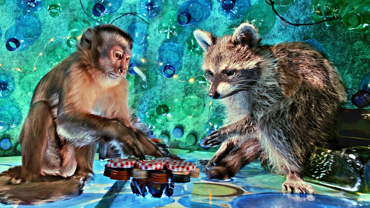 Akiko – Der fliegende Affe : Bild Monty der Affe