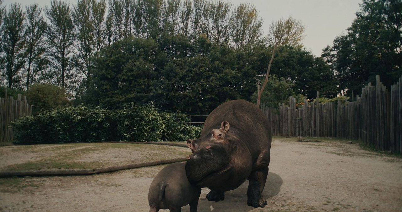 Hippo's Revenge - Drei Tonnen Zorn : Bild