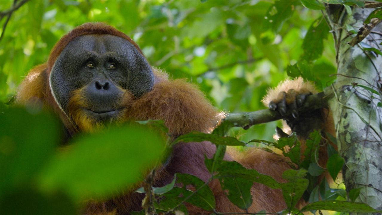 Das geheime Leben der Orang-Utans : Bild