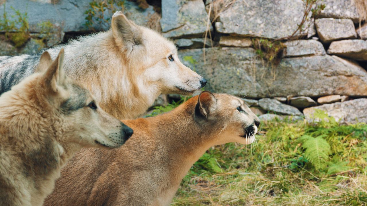 Woodwalkers 2 : Bild