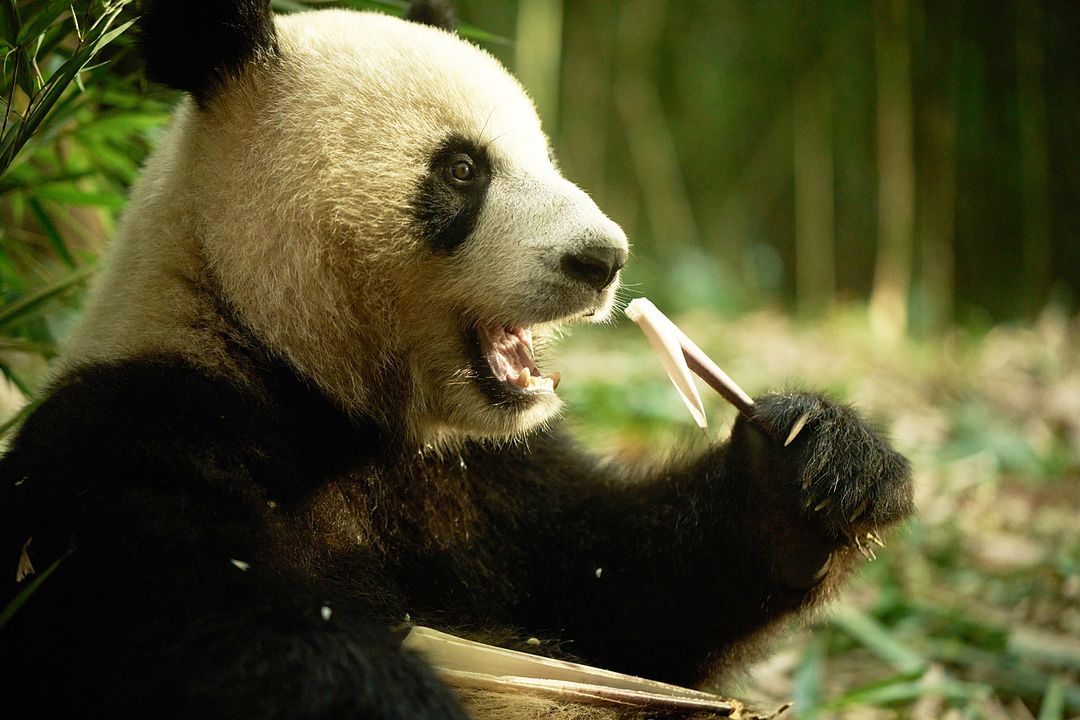 Moon, der Panda : Bild Moon the Panda