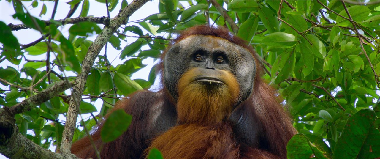 Das geheime Leben der Orang-Utans : Bild