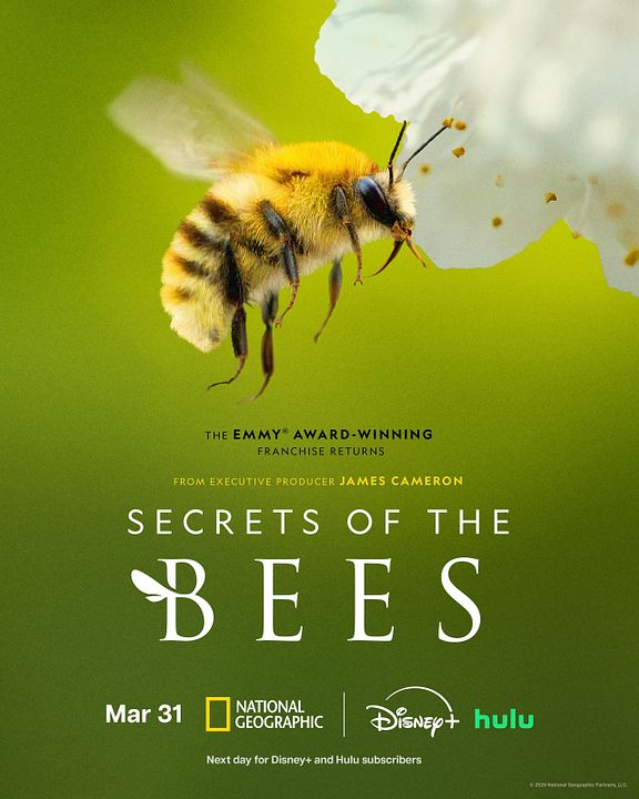 Secrets Of The Bees : Kinoposter