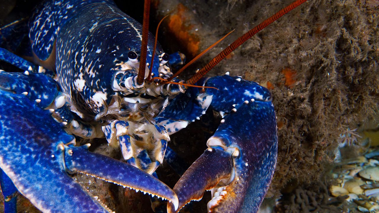 Die wilde Nordsee - Natur, die sich nicht zähmen lässt : Bild