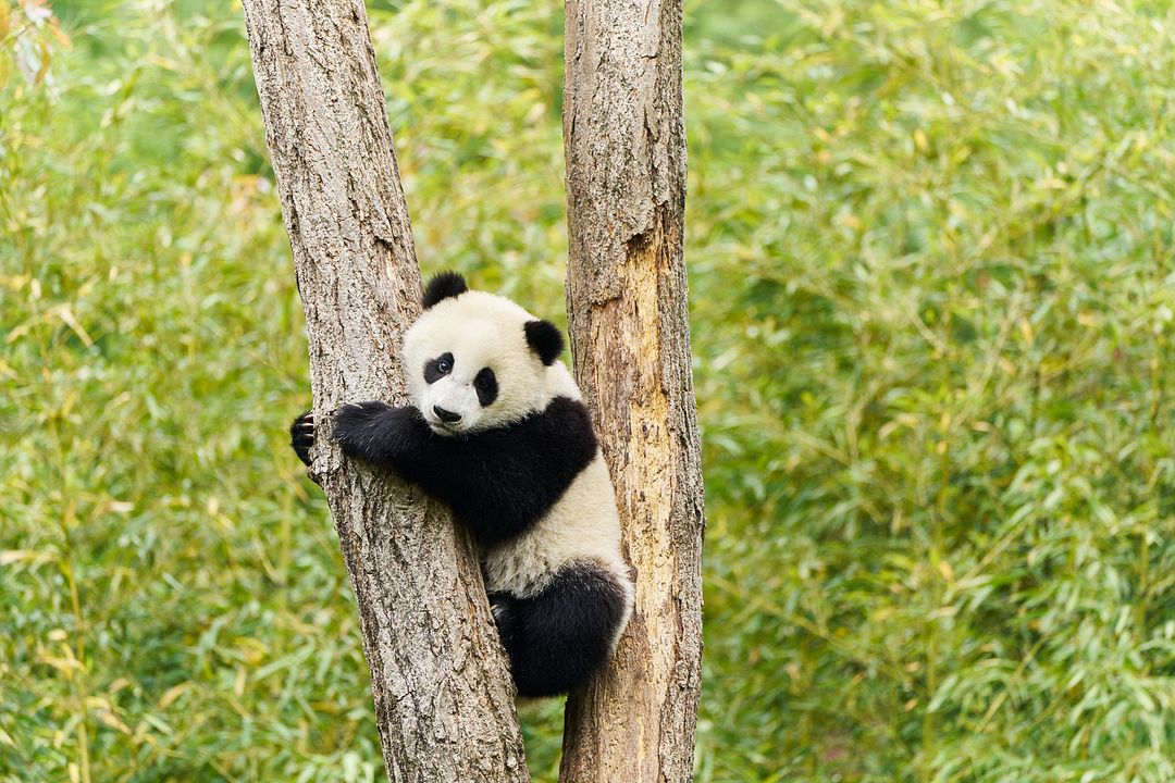 Moon, der Panda : Bild Moon the Panda