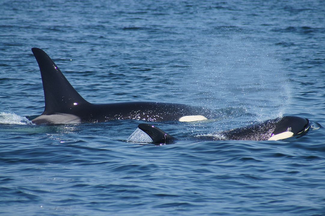 Die wilde Nordsee - Natur, die sich nicht zähmen lässt : Bild