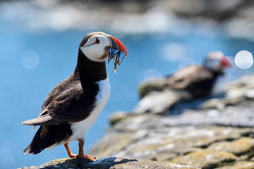 Die wilde Nordsee - Natur, die sich nicht zähmen lässt : Bild
