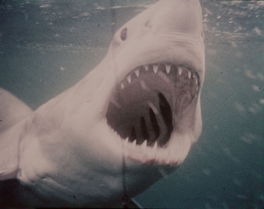 Der weiße Hai : Bild