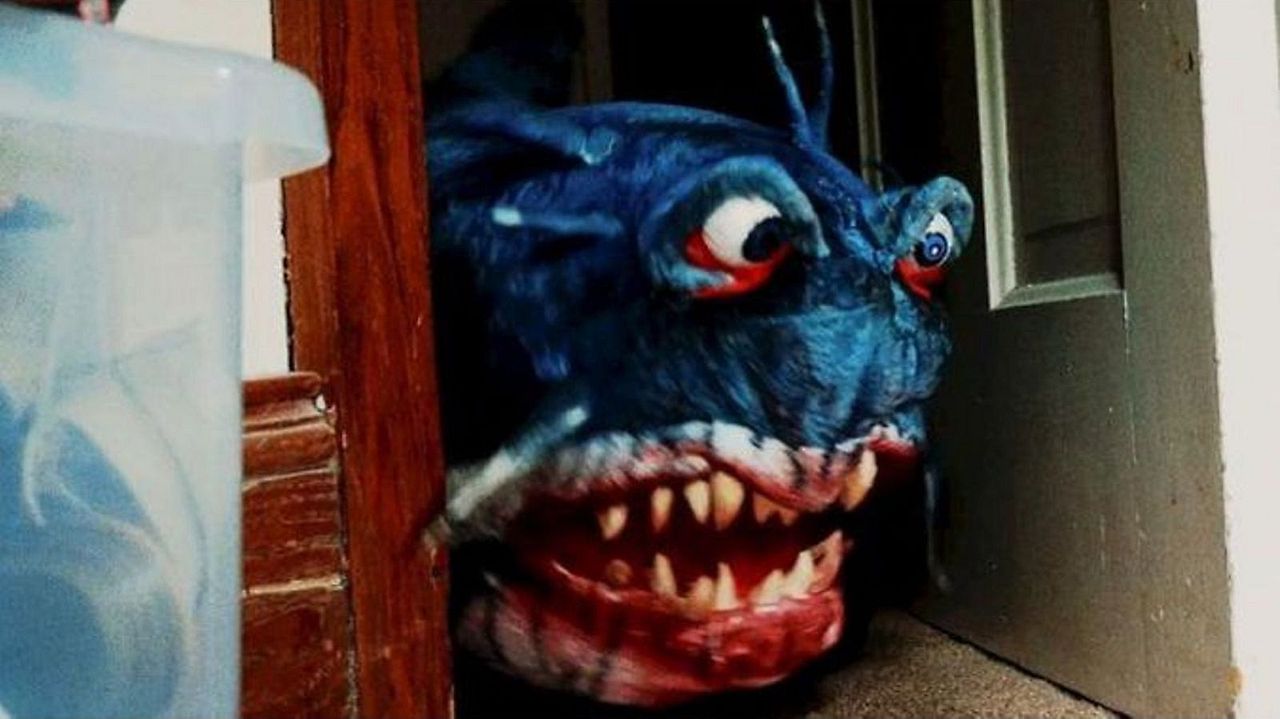 Doll Shark : Bild