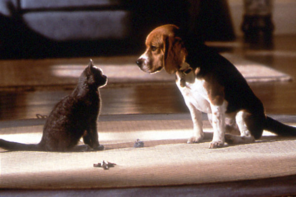 Cats & Dogs – Wie Hund und Katz' : Bild Lawrence Guterman