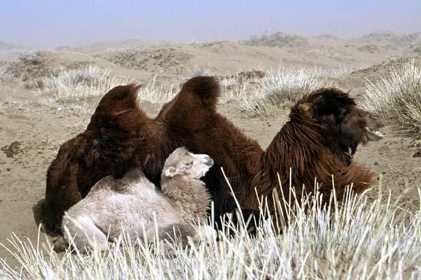 Die Geschichte vom weinenden Kamel : Bild Luigi Falorni, Byambasuren Davaa