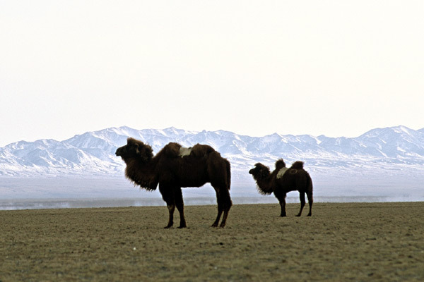 Die Geschichte vom weinenden Kamel : Bild Luigi Falorni, Byambasuren Davaa