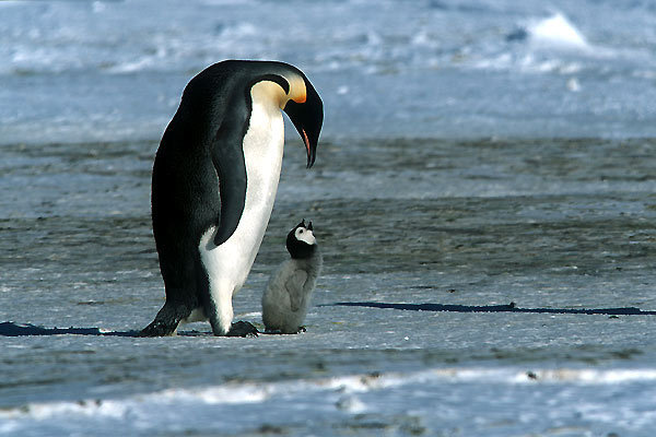 Die Reise der Pinguine : Bild