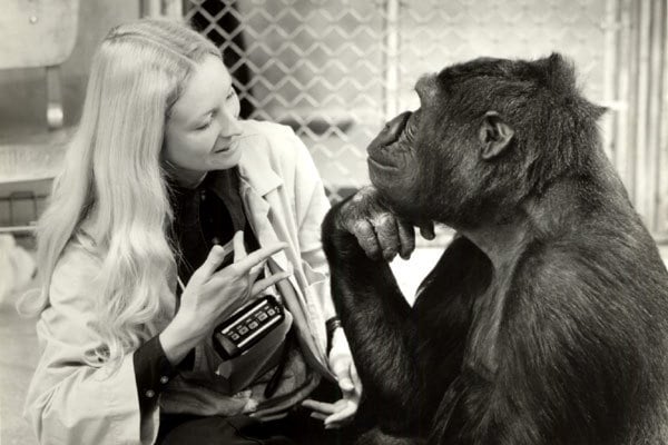 Koko, le gorille qui parle : Bild Penny Patterson, Barbet Schroeder