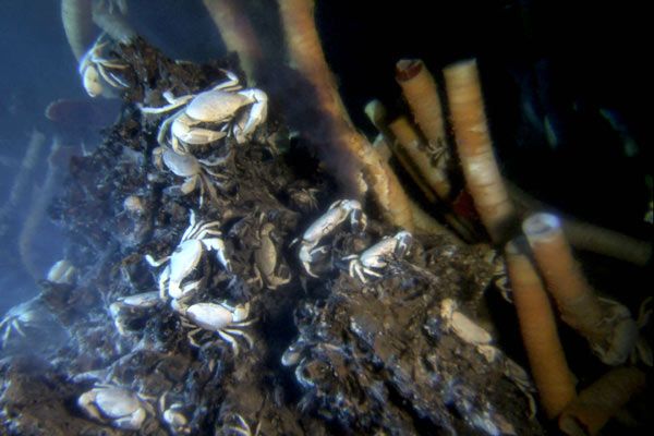Aliens der Meere : Bild