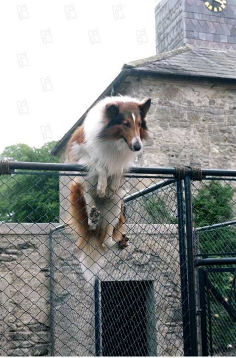 Lassie kehrt zurück : Bild Charles Sturridge