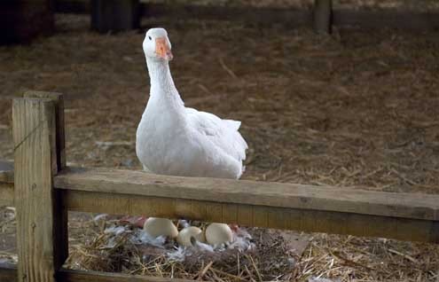 Schweinchen Wilbur und seine Freunde : Bild Gary Winick