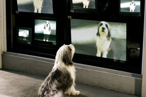 The Shaggy Dog : Bild Brian Robbins