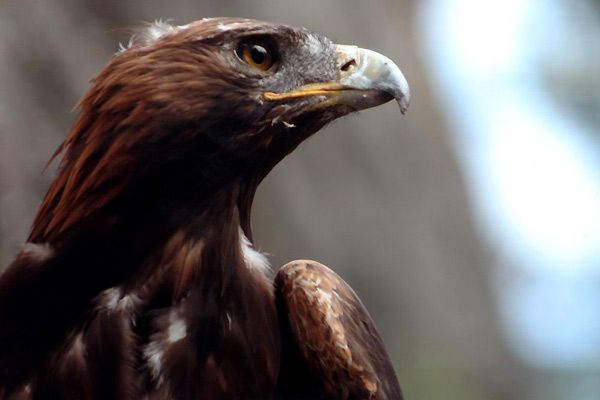 Les Aiguilles rouges : Bild