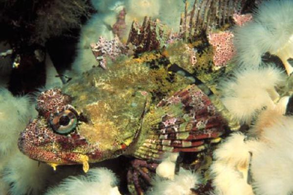 IMAX: Wunder der Tiefe 3D : Bild Howard Hall