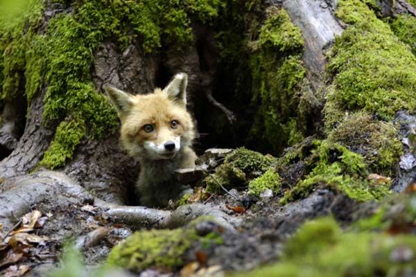 Der Fuchs und das Mädchen : Bild