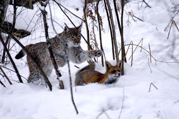 Der Fuchs und das Mädchen : Bild