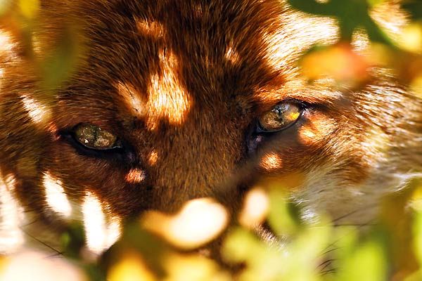 Der Fuchs und das Mädchen : Bild