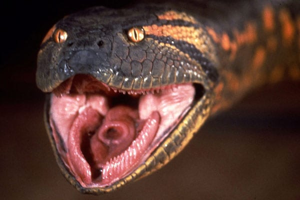 Anaconda : Bild