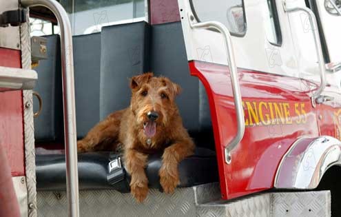 Rexx, der Feuerwehrhund : Bild Todd Holland