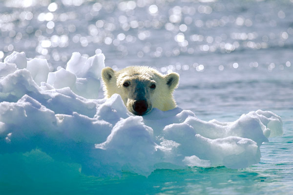 Königreich Arktis : Bild Sarah Robertson