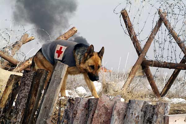 Rin Tin Tin : Bild Danny Lerner