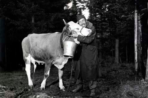 Ich und die Kuh : Bild Fernandel, Henri Verneuil