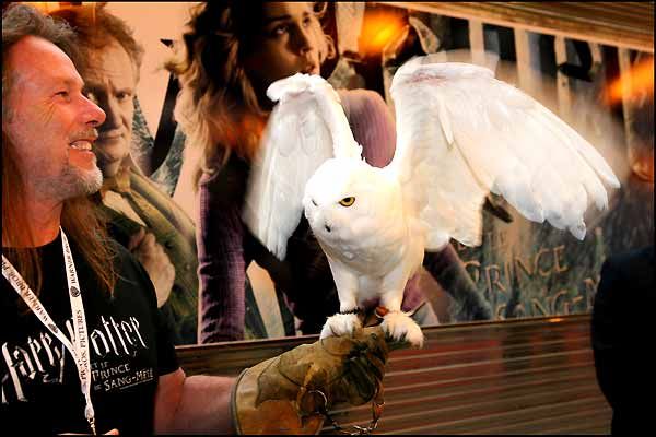 Harry Potter und der Halbblutprinz : Bild