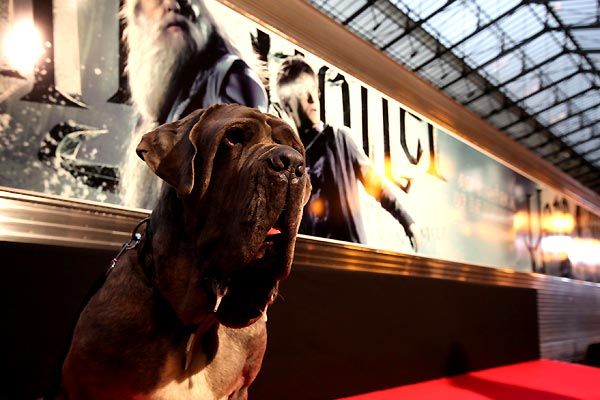 Harry Potter und der Halbblutprinz : Bild