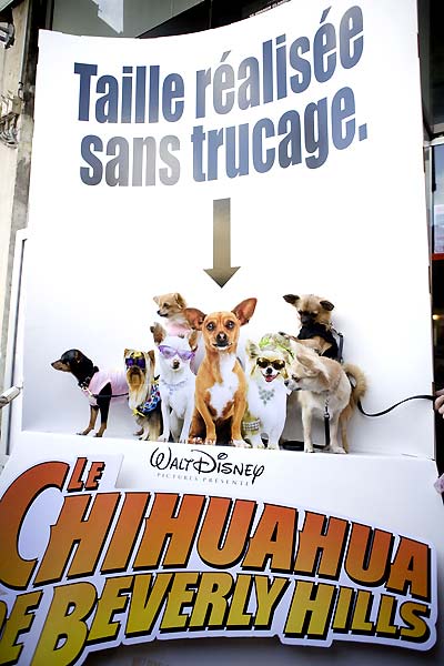 Beverly Hills Chihuahua : Bild Raja Gosnell