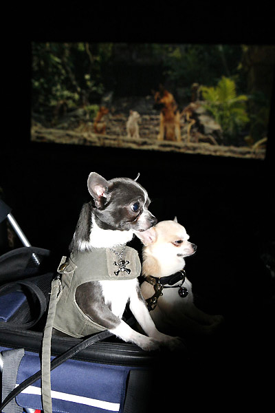 Beverly Hills Chihuahua : Bild Raja Gosnell