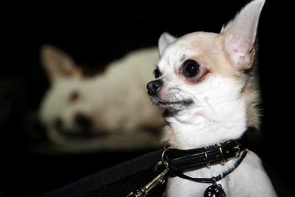 Beverly Hills Chihuahua : Bild Raja Gosnell