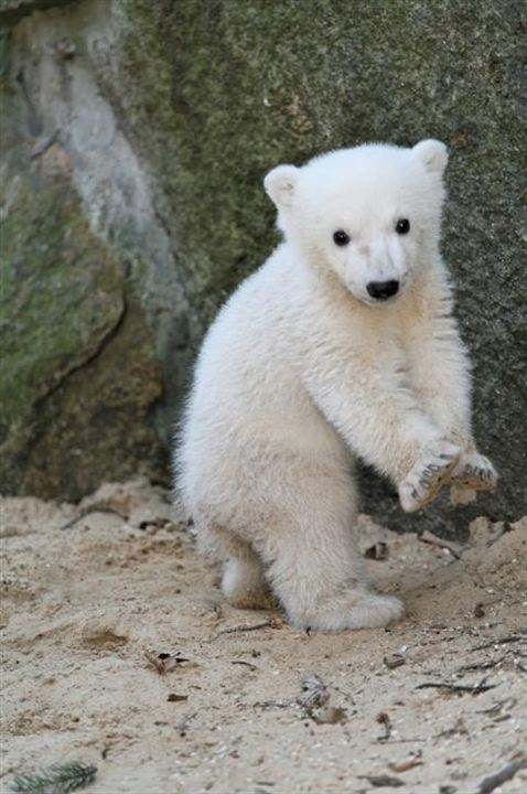 Knut und seine Freunde : Bild