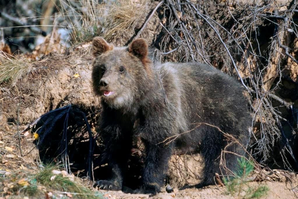 Knut und seine Freunde : Bild