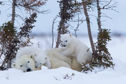 Knut und seine Freunde : Bild