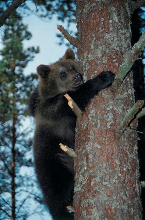 Knut und seine Freunde : Bild