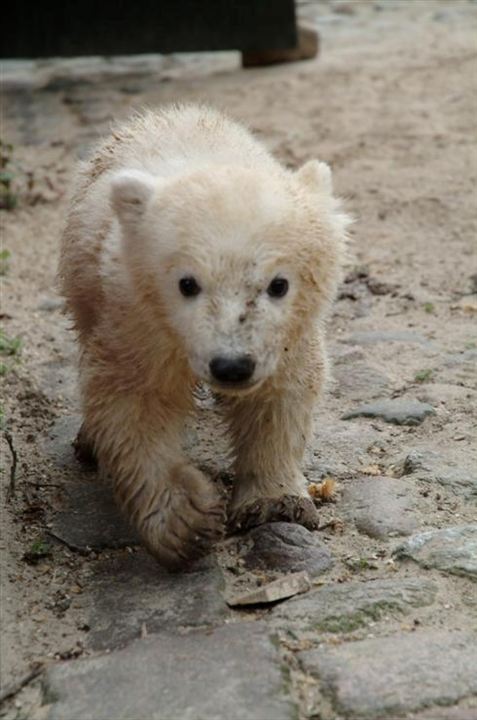 Knut und seine Freunde : Bild