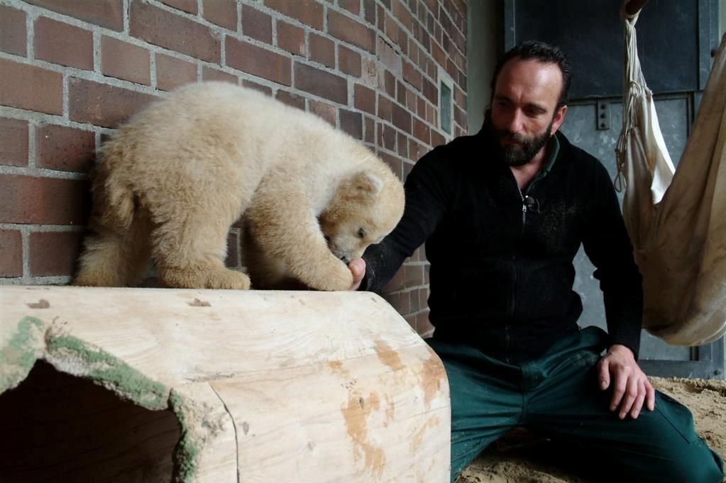 Knut und seine Freunde : Bild