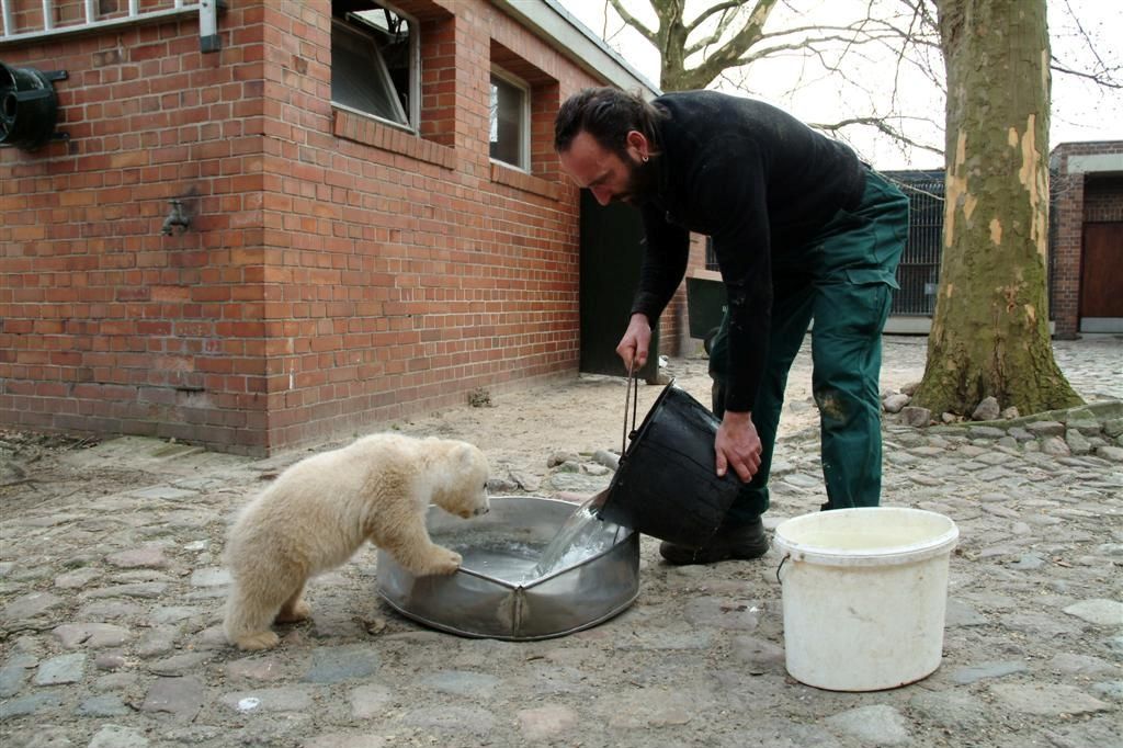 Knut und seine Freunde : Bild